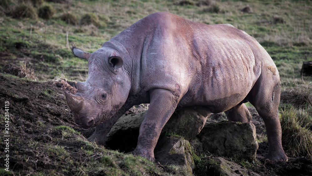 Fototapeta premium Black Rhinoceros Playing on Grass