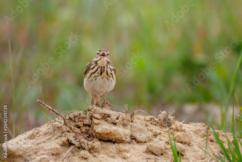 Obraz na plátně Front view of a male tree pipit (Anthus trivialis) standing on sandy ground in a green meadow and vocalizing