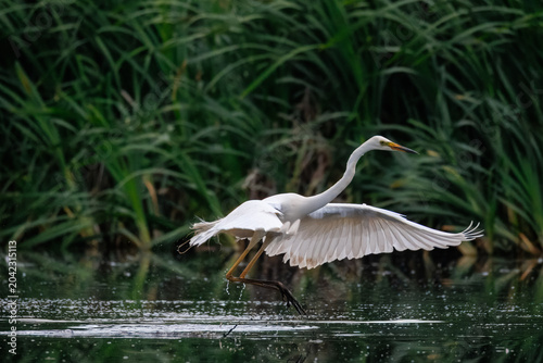 Dynamic close-up of a great white egret (Ardea alba) jumping over the water with wings spread wide. Wild waterbird in motion against green reeds on a cloudy spring morning.