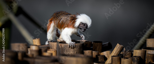 Fényképezés Cotton Top Mandarin on a Bamboo Platform