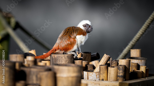 Fotografija Cotton Top Mandarin on a Bamboo Platform