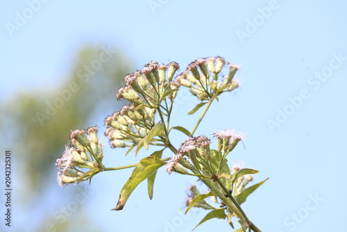 Bild auf Leinwand Chromolaena odorata flowers
