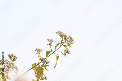 Photos Chromolaena odorata flowers