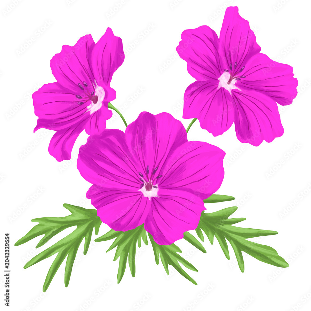Obraz premium Geranium Cranesbill Flower Botanical Illustration