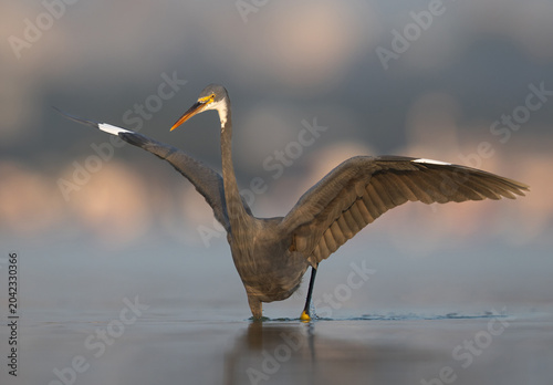 Quadro su tela Closeup of a Western reef heron fishing at Eker creek of Bahrain