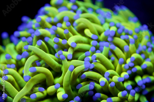 Foto Vibrant Holy Grail Torch Coral Close-Up in Saltwater Reef Tank – Euphyllia Glabr