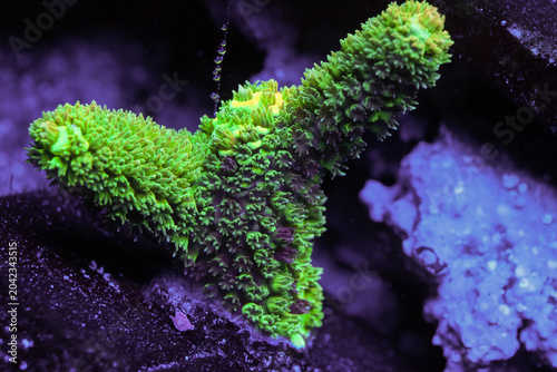 Slika na platnu Vibrant Bali Green Slimer Acropora Close Up Underwater in Saltwater Aquarium