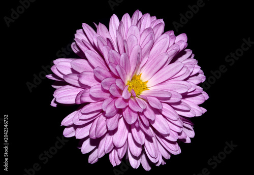 flowers isolated on white background