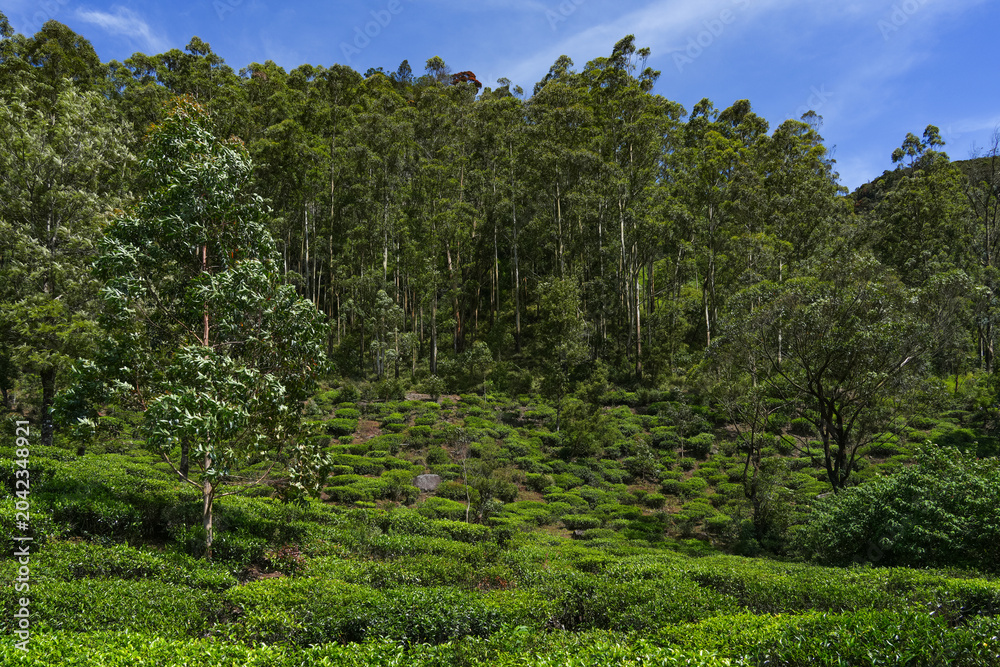 Fototapeta premium Scenic view of a tea plantation in Nuwara Eliya, Sri Lanka, Asia. Green tea in mountains. Nature of Sri Lanka. Tea in Sri Lanka. The cultivation of tea. Green plantation. 