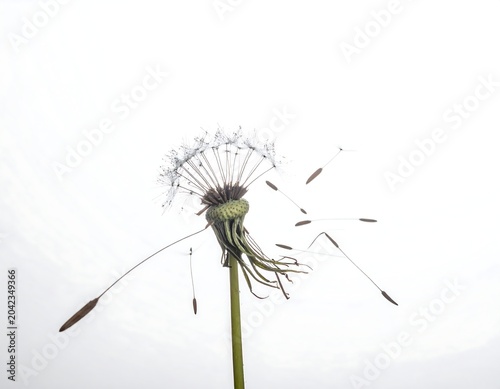 A dandelion flower dispersing seeds against a gray sky