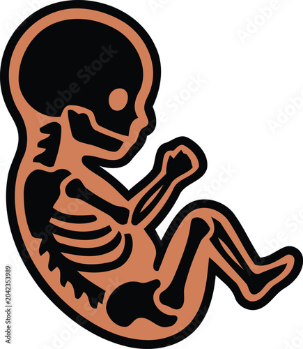 Bild auf Leinwand Illustration of a fetus in a curled up position showing skeleton and body parts