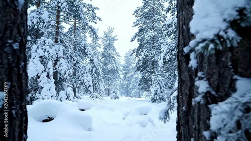 Snow covered pine forest in winter with soft light
