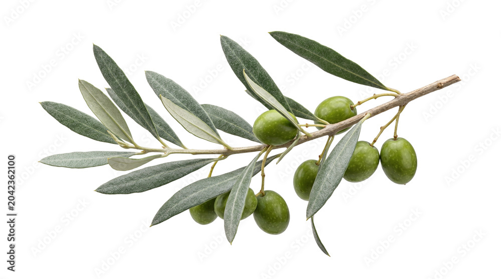 Fototapeta premium Fresh olive branch with green leaves and fruits isolated on transparent background png culinary ingredient.