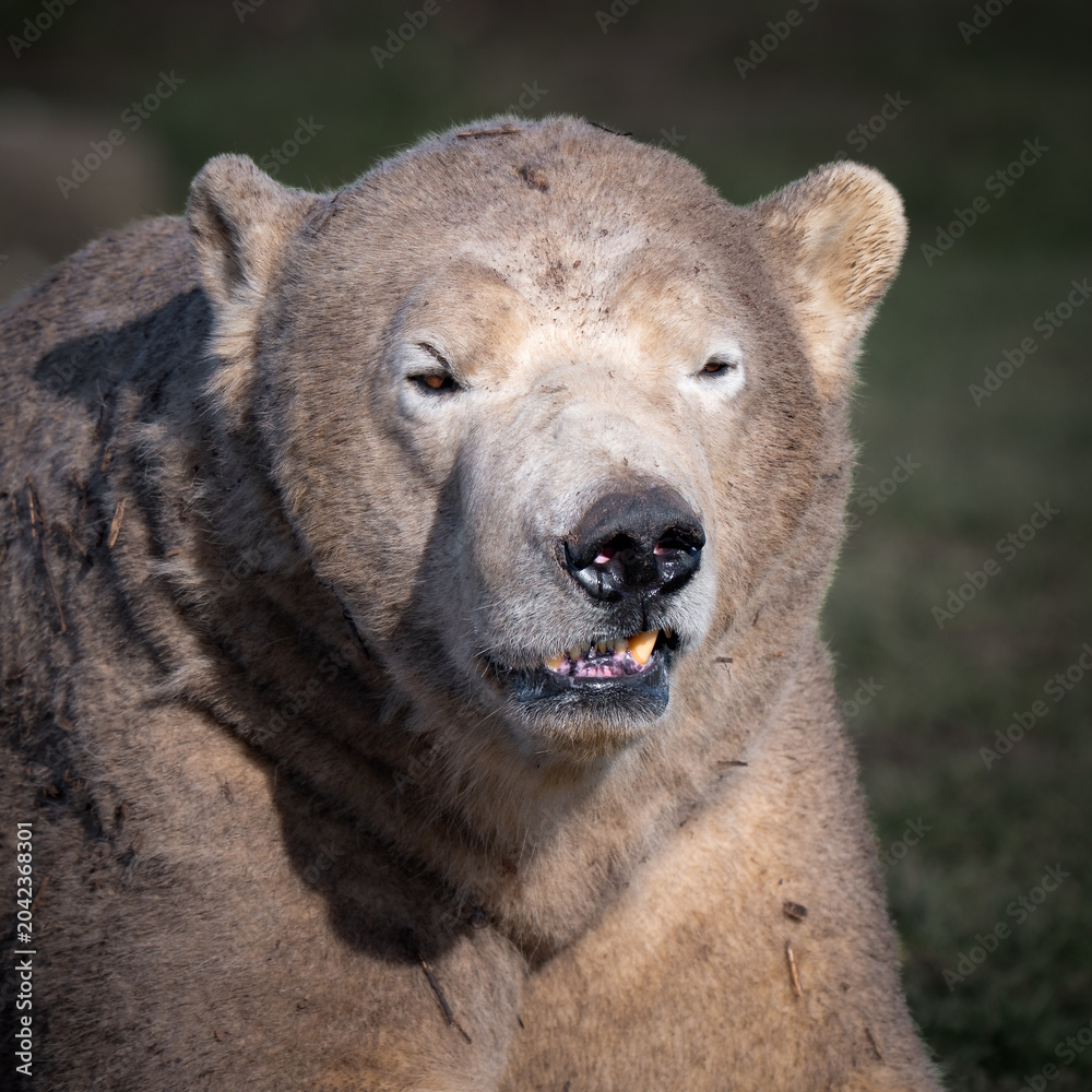 Naklejka premium Lazy Polar Bear Resting on the Ground