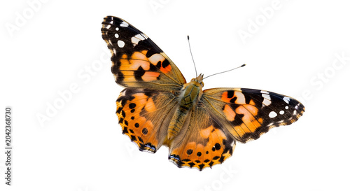 Detailed close-up of a vibrant Vanessa cardui butterfly with intricate wing patterns