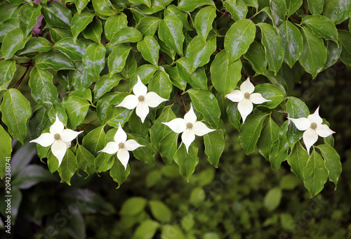Photography Pristine horizontal close up shot of a row of white flowering dogwood tree bloss