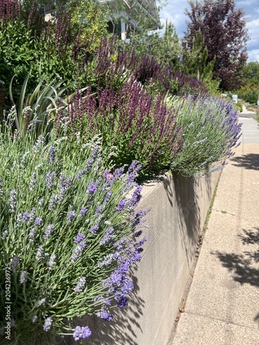 Fotografía xeriscape urban garden in Salt Lake City, utah, drought tolerant flowering peren