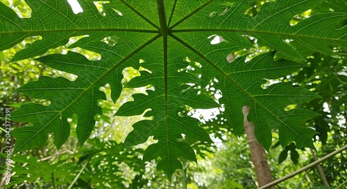 Vibrant green papaya leaf veins, viewed from below, with soft forest backdrop