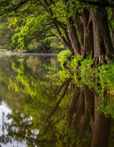 Lush trees mirror calm water