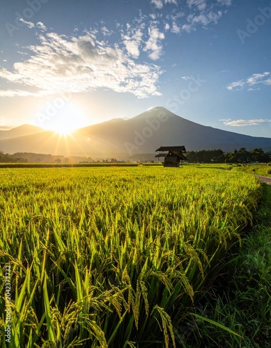 Golden sunrise over rice paddies