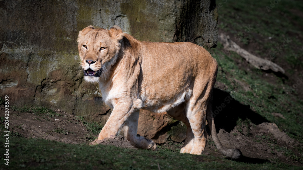 Fototapeta premium Young Lion Walking on Grass