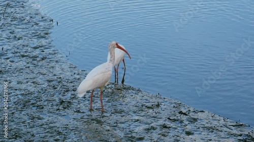 Georgia, These birds are American White Ibises (Eudocimus albus), a species of medium-sized wading birds common in wetlands and coastal areas of the Americas