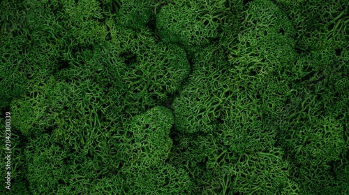 Close-up View of Lush Green Foliage Pattern