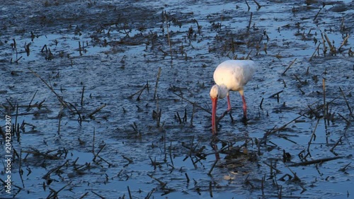 Georgia, These birds are American White Ibises (Eudocimus albus), a species of medium-sized wading birds common in wetlands and coastal areas of the Americas