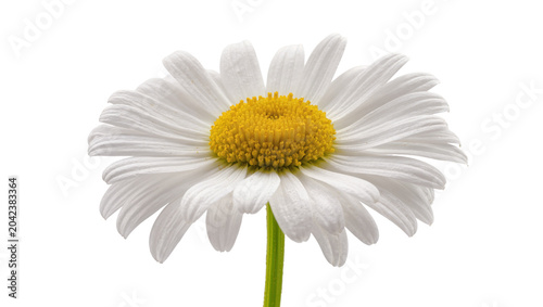 Bild auf Leinwand White daisy flower with yellow center, isolated on transparent background