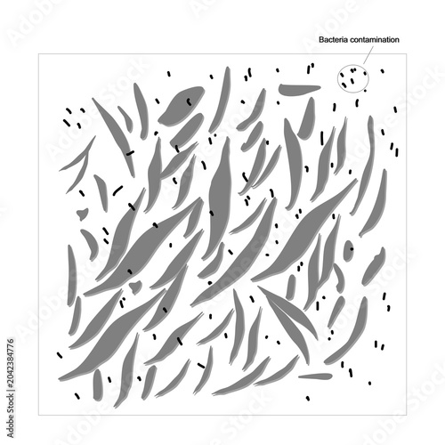 The picture of under microscopic observation, bacterial contamination was detected in the mammalian cell culture.
