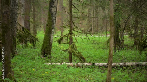 Lush green forest clearing in spring woodland