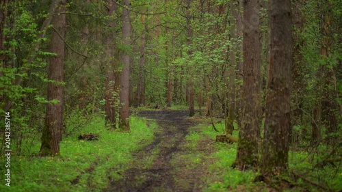 Lush green forest clearing in spring woodland