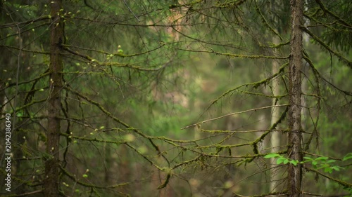 Lush green forest clearing in spring woodland