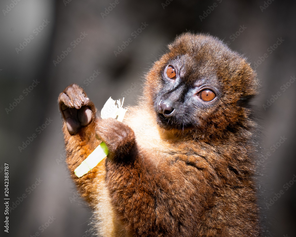 Fototapeta premium Red Bellied Lemur Lemur Feeding Close up