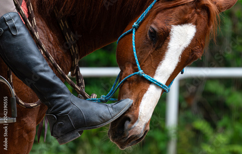 Canvastavla Close up of a Horse