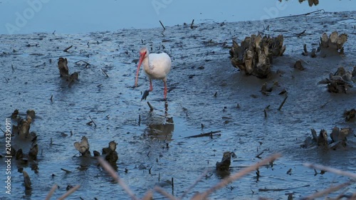 Georgia, These birds are American White Ibises (Eudocimus albus), a species of medium-sized wading birds common in wetlands and coastal areas of the Americas