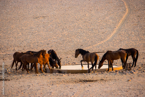 Принти на полотні The desert horses at Aus in Namibia, consist of escaped and abandoned horses which have turned feral