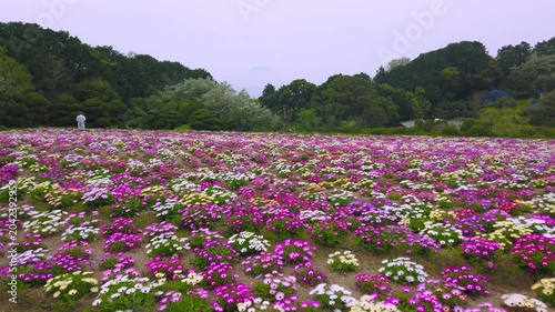 A colorful field of Livingstone daisies blooms in Nokonoshima Island Park in Japan during spring. This scenic landscape in April features rows of pink, purple, and white flowers.