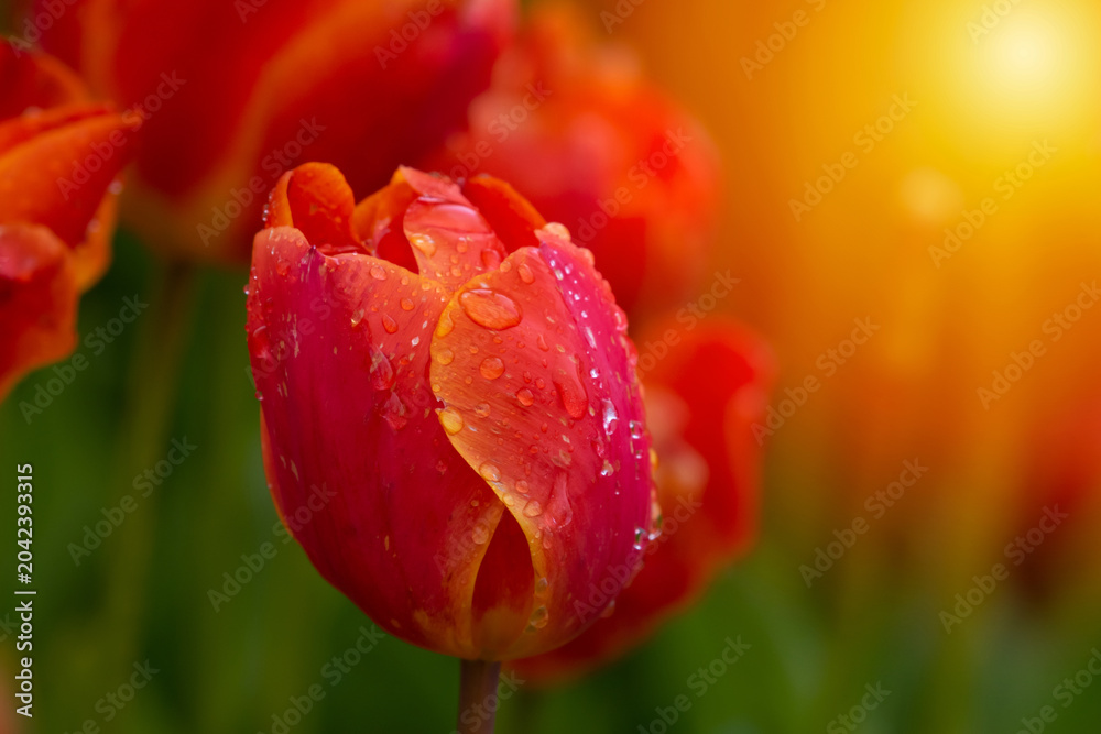 Fototapeta premium Pink tulips with water droplets. Pink tulips lit by sunlight..