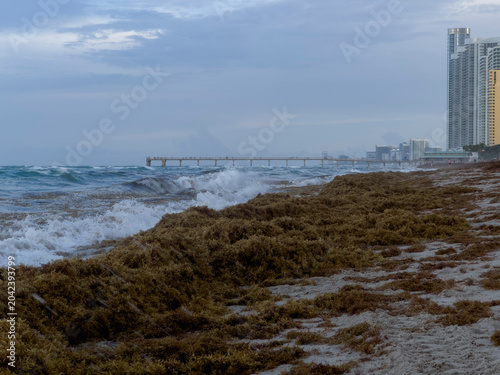 shot of a tropical beach heavily accumulated with brown sargassum seaweed (sargazo) covering the shoreline, with ocean waves crashing against the algae under a cloudy sky featuring a vibrant rainbow s