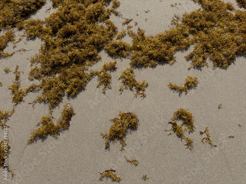 shot of a tropical beach heavily accumulated with brown sargassum seaweed (sargazo) covering the shoreline, with ocean waves crashing against the algae under a cloudy sky featuring a vibrant rainbow s