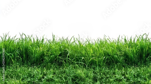 Green grass field isolated on a clean white background, showcasing natural grass texture and detail.