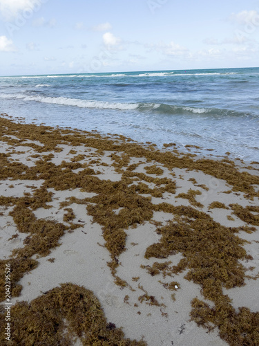 shot of a tropical beach heavily accumulated with brown sargassum seaweed (sargazo) covering the shoreline, with ocean waves crashing against the algae under a cloudy sky featuring a vibrant rainbow s