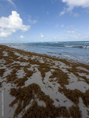 shot of a tropical beach heavily accumulated with brown sargassum seaweed (sargazo) covering the shoreline, with ocean waves crashing against the algae under a cloudy sky featuring a vibrant rainbow s
