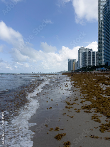 shot of a tropical beach heavily accumulated with brown sargassum seaweed (sargazo) covering the shoreline, with ocean waves crashing against the algae under a cloudy sky featuring a vibrant rainbow s