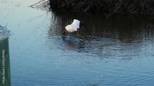 Georgia, A Wood Stork (Mycteria americana), a large wading bird native to North America.