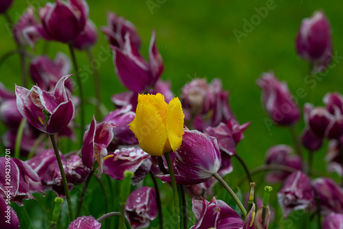 Purple tulips with water droplets. Purple tulips lit by sunlight.