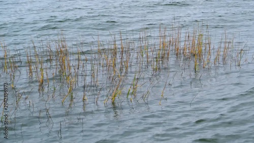 Georgia, USA. Yellow and green stems of emergent aquatic vegetation, including common reed (Phragmites australis)