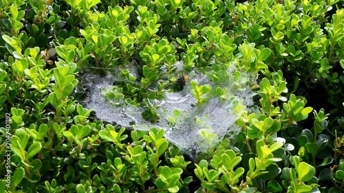 South Carolina, a delicate spider web shimmering with morning dew droplets, nestled within a dense green bush.