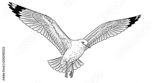 Detailed black and white engraving style illustration of a large seagull in flight with its wings spread wide open.
